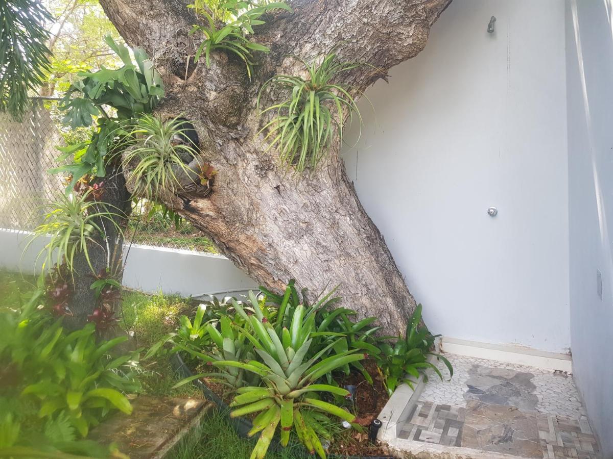Always Summer Inn Isla Culebra المظهر الخارجي الصورة